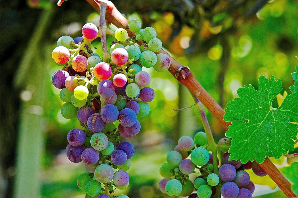 GRAPES OF A GREAT HARVEST | Shutterbug